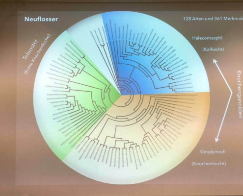 Vortrag Dr. Adriana Lopez-Arbarello - Einführung in die Methoden der Phylogenetik