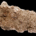Catenipora