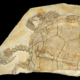 Meeresschildkroete Palaeomedusa testa