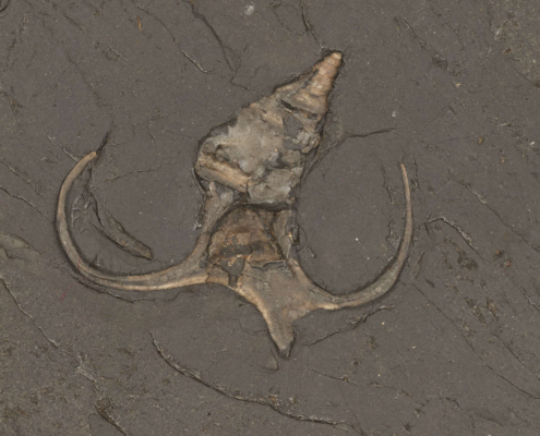 Flügelschnecke Toarctocera subpunctata